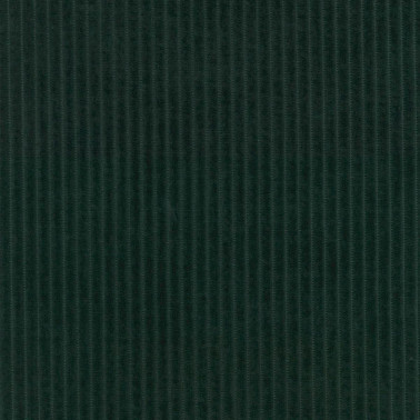 Phlox C0983