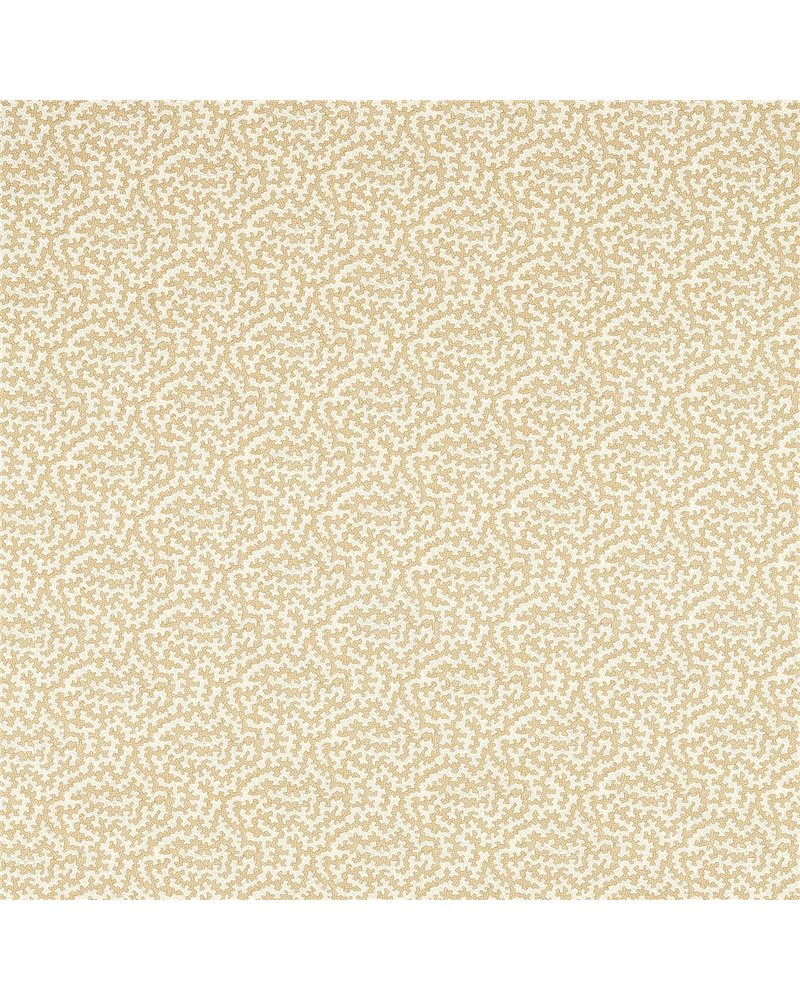 Truffle Wheat DARB227086 Truffle Wheat DARB227086