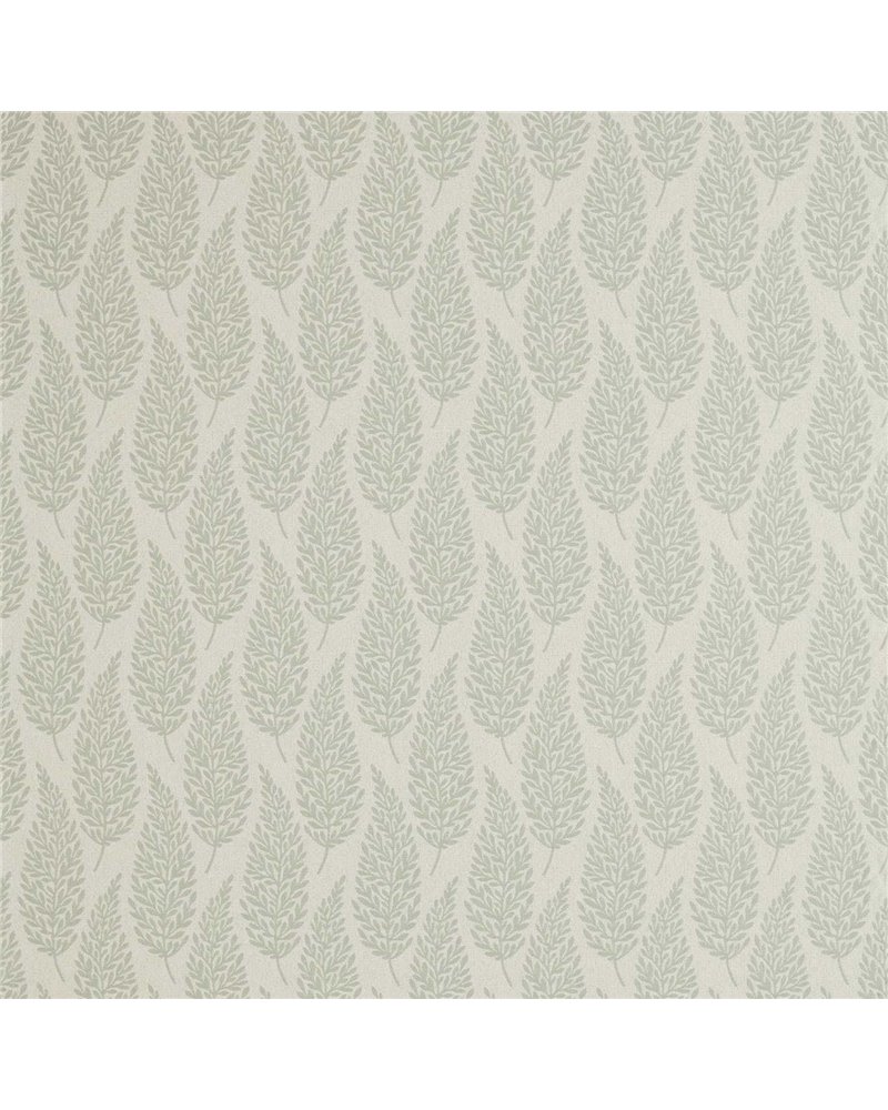 Elm Fennel DHPU236439 Elm Fennel DHPU236439