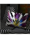 ECLOSION AGATE CCCL0659